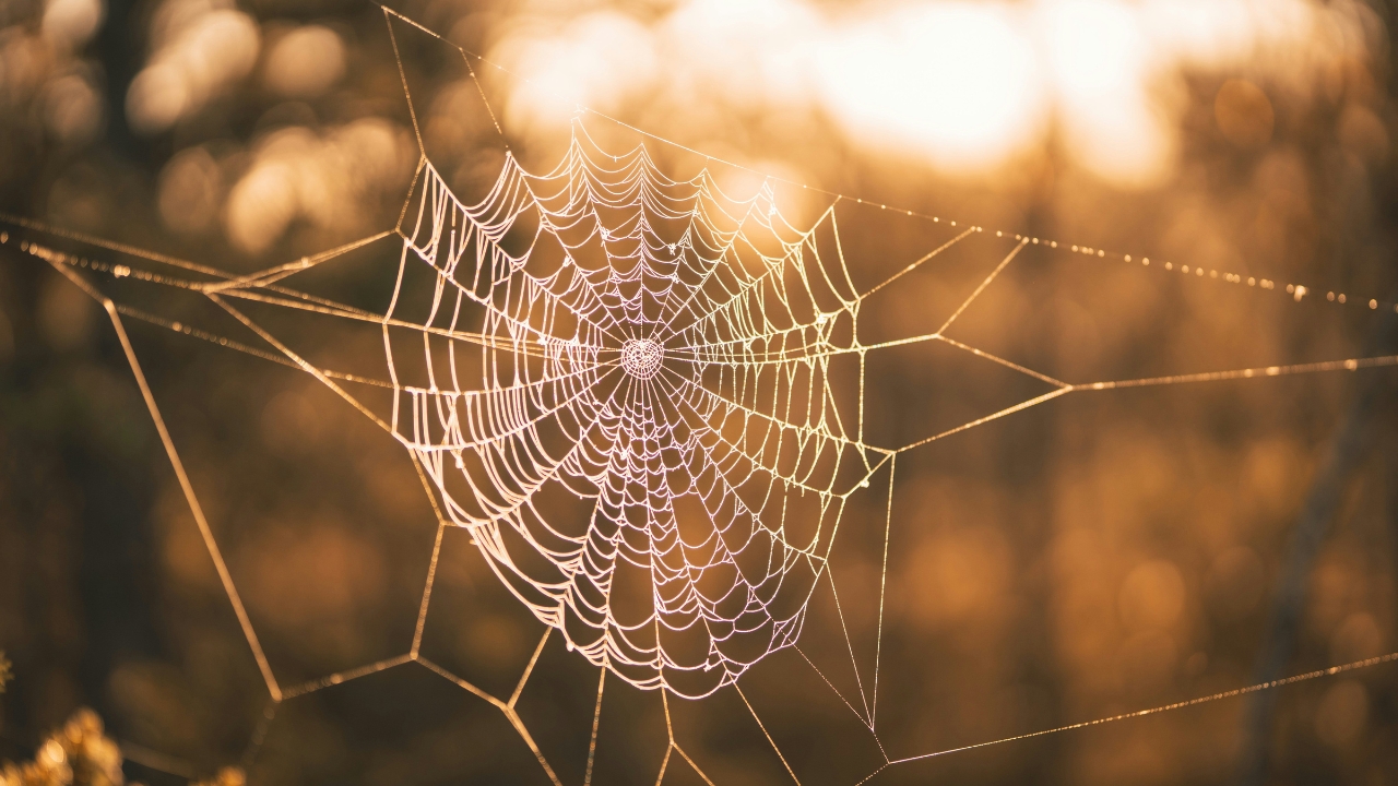 A spiderweb illuminated by the sun