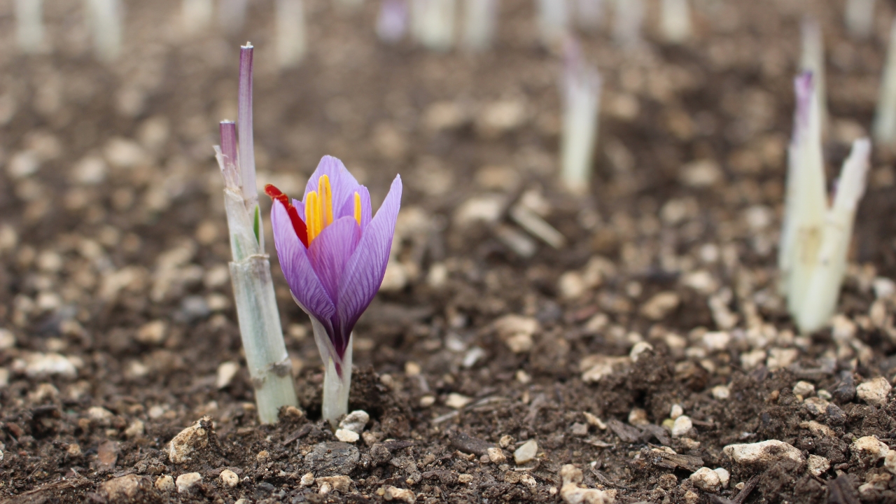 A small purple flower emerging from the dirt