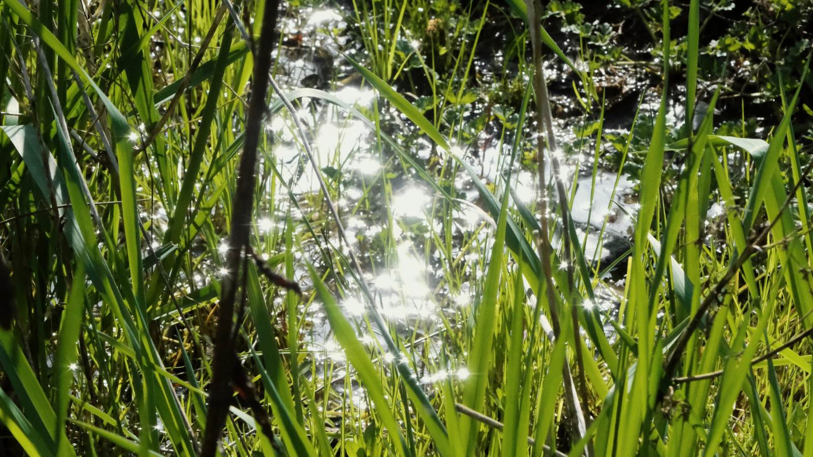 photo of a sparkling pool out water, partially obscured by long green grass